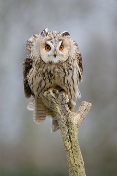 Long-eared owl