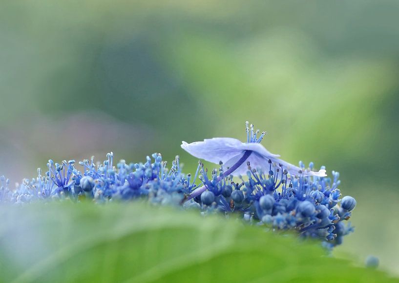 Vague bleue : l'aquarelle avec la lumière par Marlies Prieckaerts