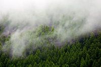 Misty forest