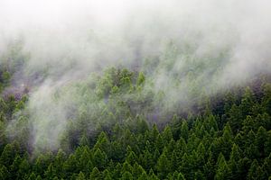 nebligen Wald von Anton de Zeeuw