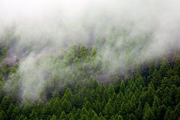 Misty forest by Anton de Zeeuw