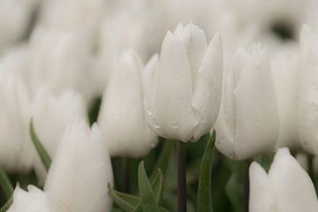 Tulipe blanche après une averse sur Ans Bastiaanssen