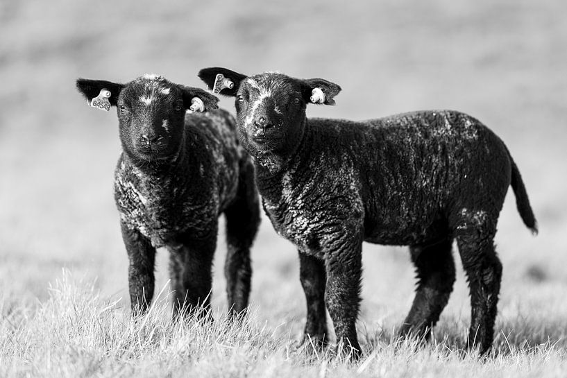 Lambs at Strijensas by Steven Dijkshoorn