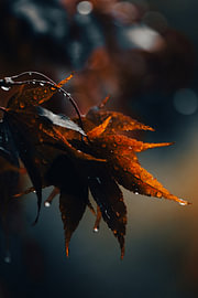 Ahornblatt im Regen mit Wassertropfen von LinaTea UmbraVisuals