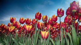 Tulips Extravaganza by Rob Kuijper