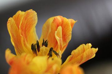 Tulp in detail van Rob Hendriks