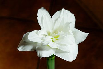 Witte dubbele narcis bloeiend tegen donkere achtergrond