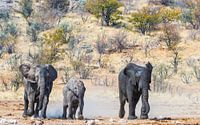 Les éléphants courent vers l'eau
