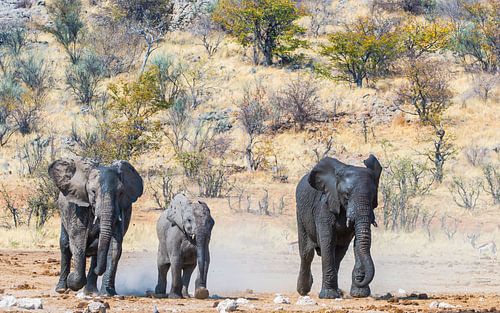 Elefanten laufen zum Wasser