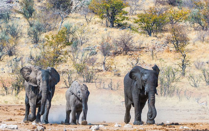 Elephants run for water by Erwin van Liempd