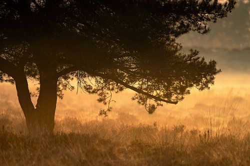 Planken Wambuis part 100