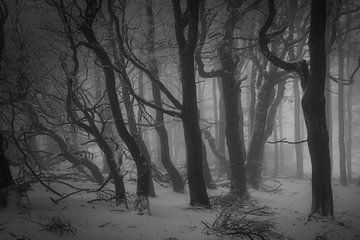 Forêt de la Rhön sur Andre Michaelis