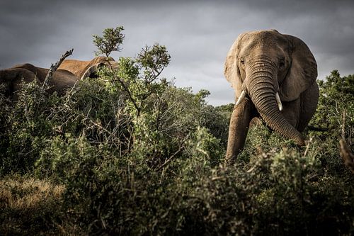 Olifanten tussen de bossen tijdens de safari in het Krugerpark Zuid Afrika
