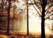 Mysterieuze ochtend mist in het Veluwse bos. van Sran Vld Fotografie thumbnail