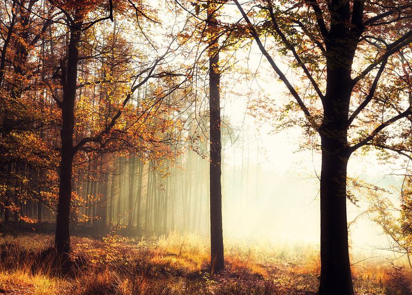 Mysterieuze ochtend mist in het Veluwse bos. van Sran Vld Fotografie