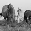 Paarden | Zwart wit dieren - konikpaarden, Oostvaardersplassen van Servan Ott