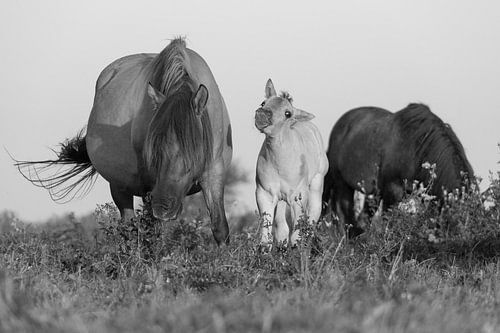 Paarden | Zwart wit dieren - konikpaarden, Oostvaardersplassen