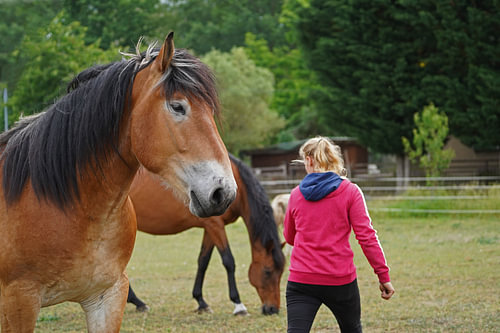 Trakehner Feldmeyer en Rijnlandse Koudbloed Enzo met eigenaar