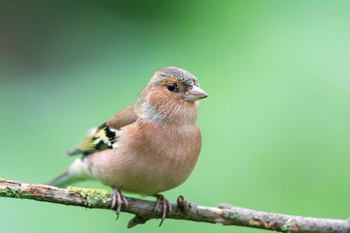 Vink (Fringilla coelebs)