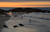 Seagulls, Sunset in Brittany van 7Horses Photography thumbnail