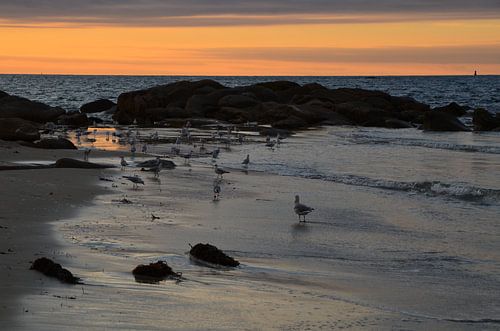 Seagulls, Sunset in Brittany