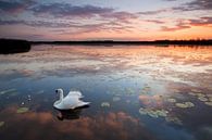 Swan at Lake - sunset - mood by Jiri Viehmann thumbnail