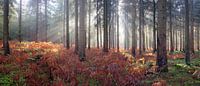 Ochtendgloren in de herfst