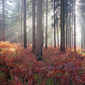 Ochtendgloren in de herfst van Paul Pijpers