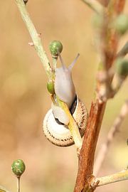 Unerwarteter Akrobat