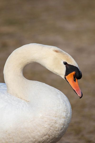 Swan #1 par Selwyn Smeets - SaSmeets Photography