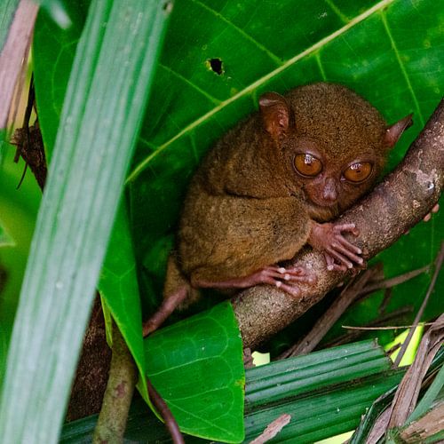 Philippine Tarsier