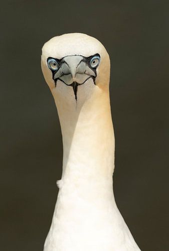 Close up Jan van Gent