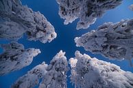 Snowy treetops seen from below by Martijn Smeets thumbnail