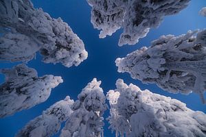 Snowy treetops seen from below by Martijn Smeets