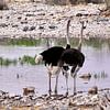 Ostriches in Etosha by Henk Langerak