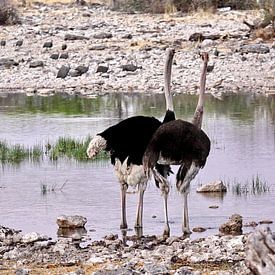 Struisvogels in Etosha van Henk Langerak