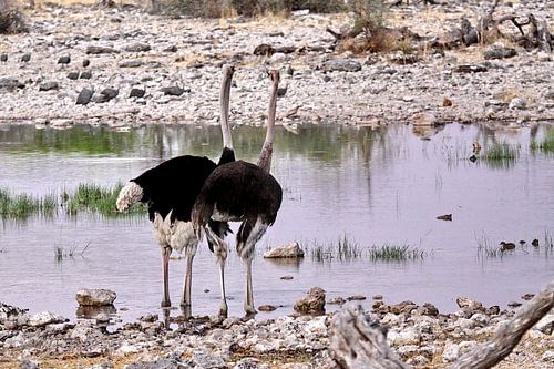 Struisvogels in Etosha