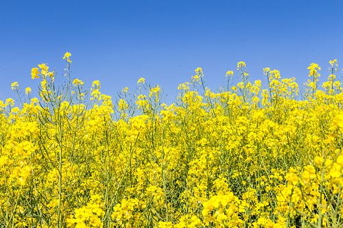 Ein sonniger Frühlingstag im Rapsfeld