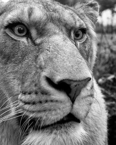 Close up of a lioness in black and white