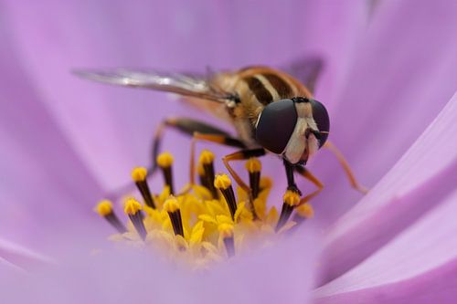 Moucheron sur une fleur de lilas