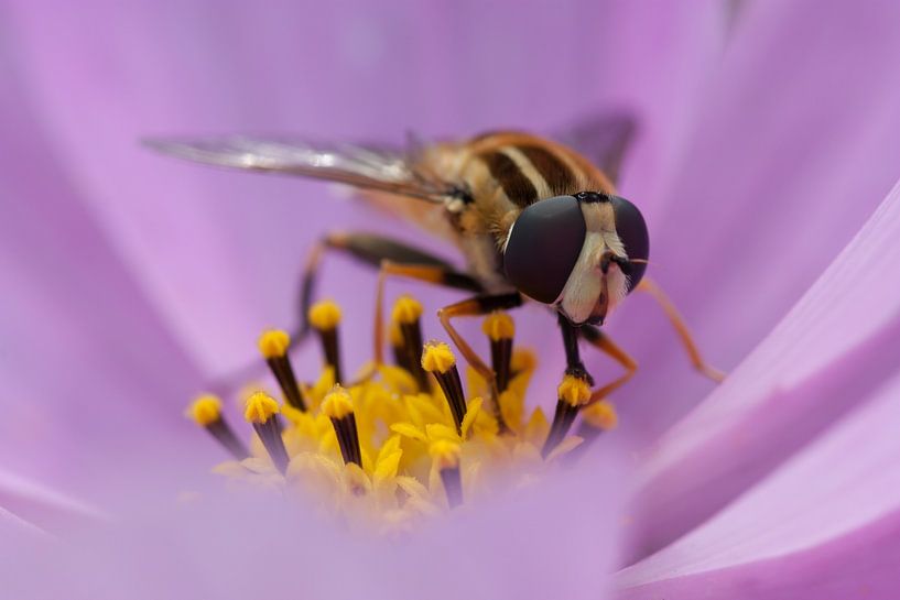 Hoverfly on lilac flower by Evelyne Renske