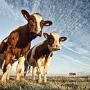 Des vaches dans un polder par Frans Lemmens Aperçu