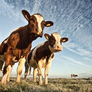 Des vaches dans un polder sur Frans Lemmens