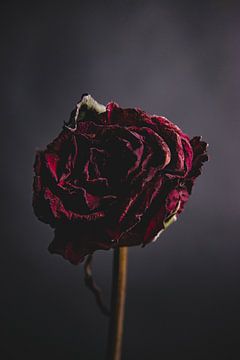 Rote Rose von Marie Ndiaye