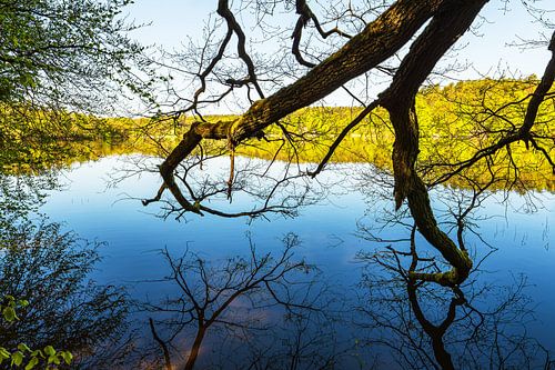 Bäume am Nebelsee im Frühling in Lärz von Rico Ködder