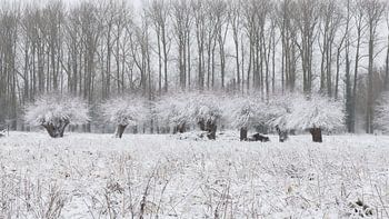 vallée du ruisseau du moulin Boechout