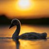 Donzy.nl - Jong zwaantje in tegenlicht met de ondergaande zon. van Donzy.nl