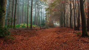 Forest trail by Henk Roosing