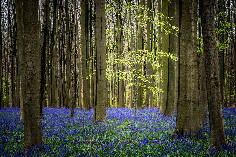 Eenzaam boompje tussen de grote bomen in het Hallerbos van Jeffrey Van Zandbeek