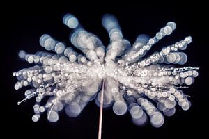Wassertropfen auf einer Fussel mit Bokeh